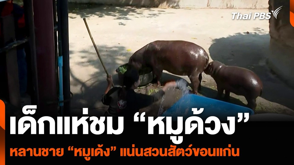 เด็กแห่ชม “หมูด้วง” หลานชาย “หมูเด้ง” แน่นสวนสัตว์ขอนแก่น