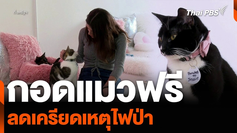 “กอดแมวฟรี” ลดเครียดเหตุไฟป่า