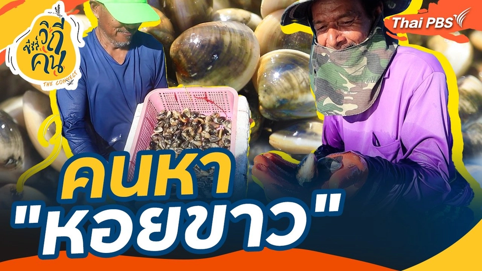 คนหา "หอยขาว"