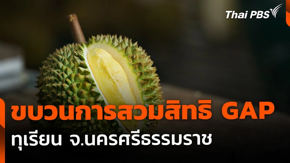 ขบวนการสวมสิทธิ GAP ทุเรียน จ.นครศรีธรรมราช