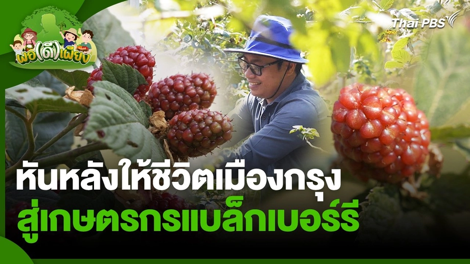 พอดีพอเพียง : หันหลังให้ชีวิตเมืองกรุง สู่เกษตรกรแบล็กเบอร์รี