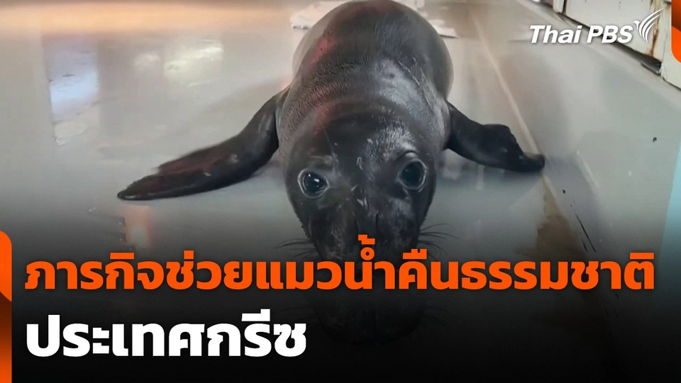 ภารกิจช่วยแมวน้ำคืนธรรมชาติ ประเทศกรีซ