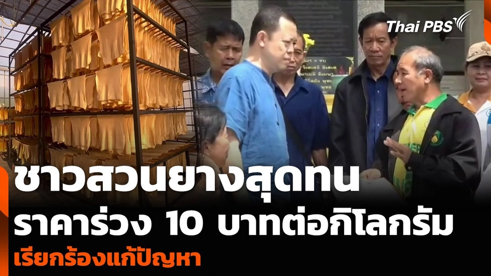 ชาวสวนยางสุดทน ราคาร่วง 10 บาทต่อกิโลกรัม เรียกร้องแก้ปัญหา