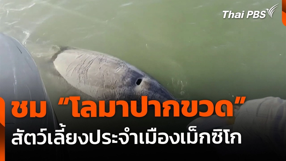 ชมความน่ารัก "โลมาปากขวด" สัตว์เลี้ยงประจำเมืองเม็กซิโก