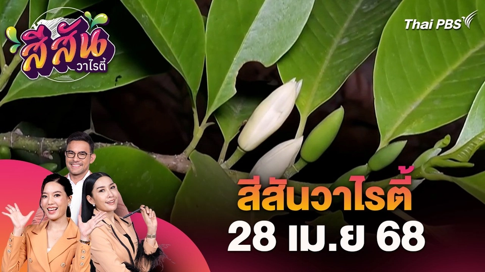 สีสันวาไรตี้ (28 เม.ย. 68) : ชาวบ้านยึดอาชีพปลูกจำปีเก็บดอกขาย จ.ราชบุรี