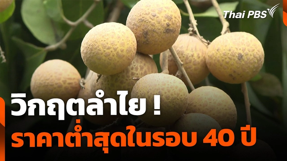 วิกฤตลำไย ราคาต่ำสุดในรอบ 40 ปี