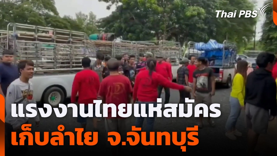 แรงงานไทยแห่สมัคร เก็บลำไย​ จ.จันทบุรี