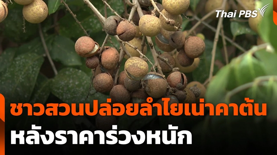 ชาวสวนปล่อยลำไยเน่าคาต้น หลังราคาร่วงหนัก