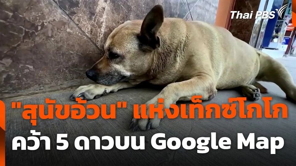 "สุนัขอ้วน" คว้า 5.0 ดาวบนกูเกิลแมพ