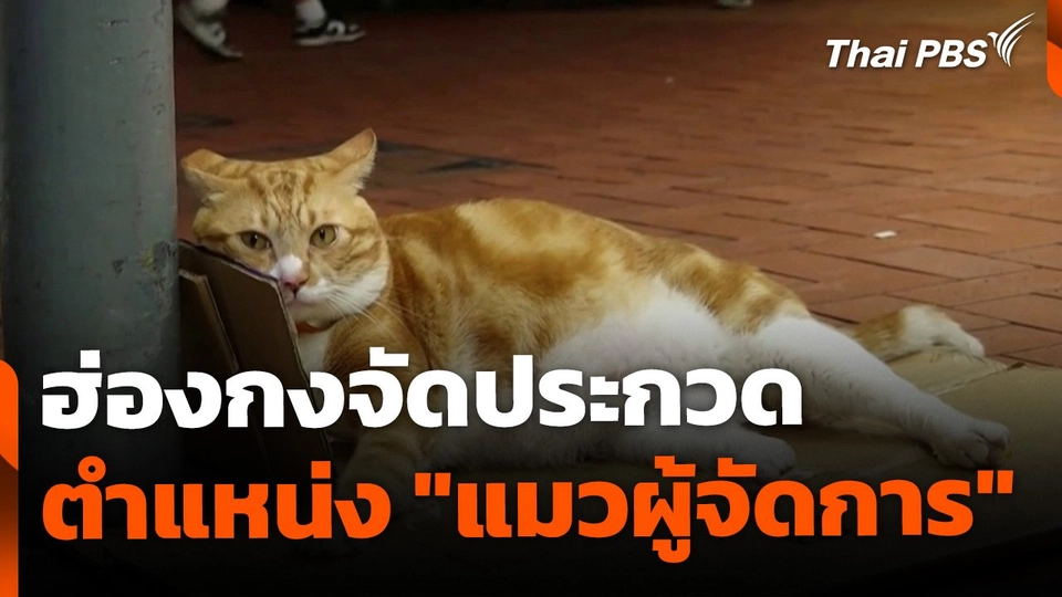 ฮ่องกงจัดประกวด "แมวผู้จัดการร้าน" ยอดนิยม