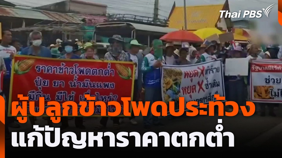 ผู้ปลูกข้าวโพดประท้วงแก้ปัญหาราคาตกต่ำ