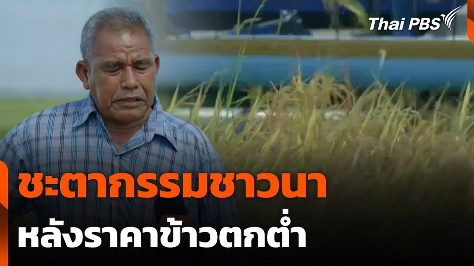 ชะตากรรมชาวนา หลังราคาข้าวตกต่ำ