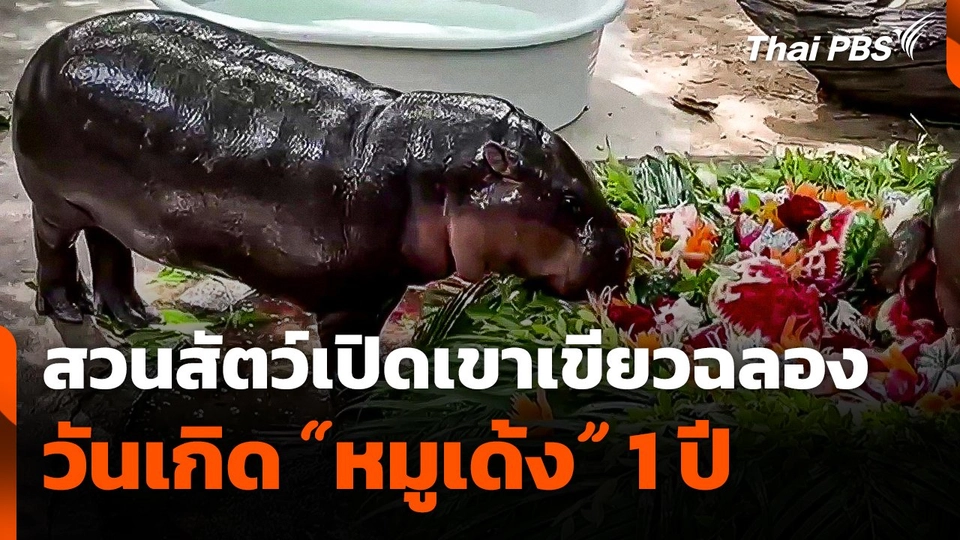 สวนสัตว์เปิดเขาเขียวฉลองวันเกิด "หมูเด้ง" 1 ปี