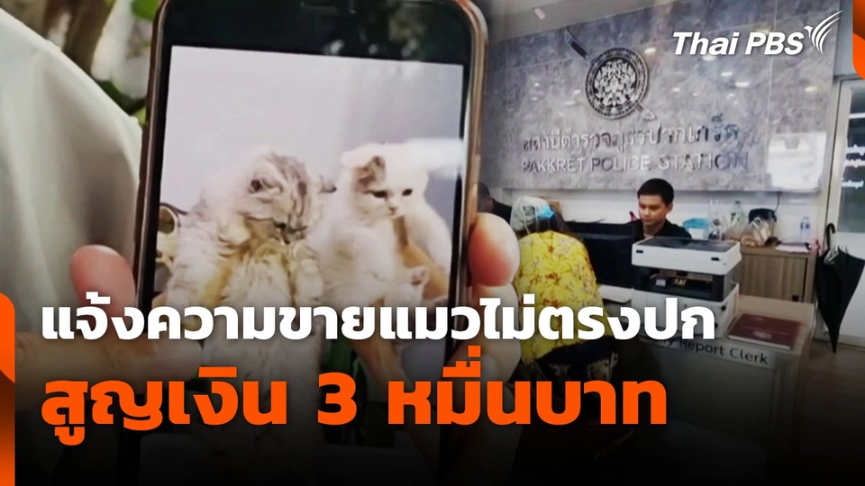 แจ้งความขายแมวไม่ตรงปก สูญเงิน 3 หมื่นบาท