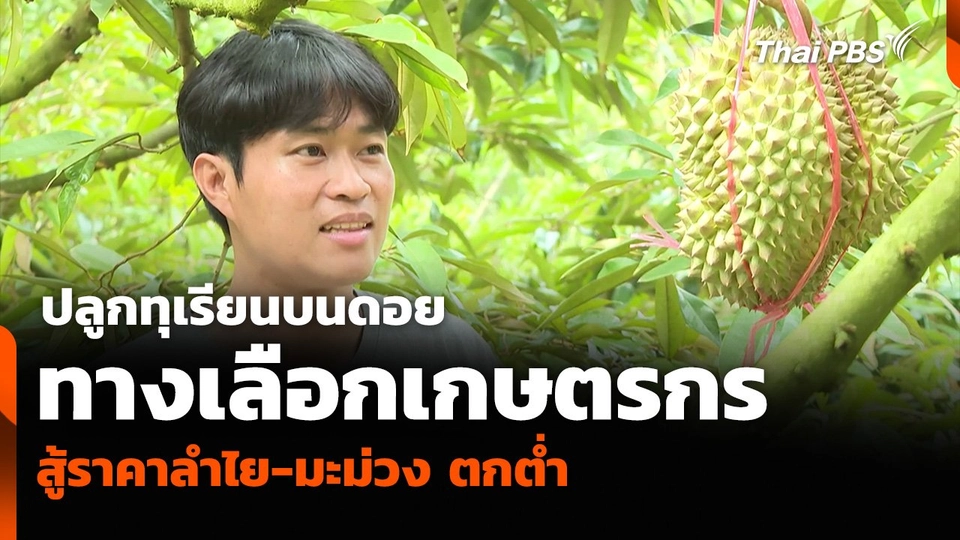 ปลูกทุเรียนบนดอย ทางเลือกเกษตรกรสู้ราคาลำไย-มะม่วง ตกต่ำ