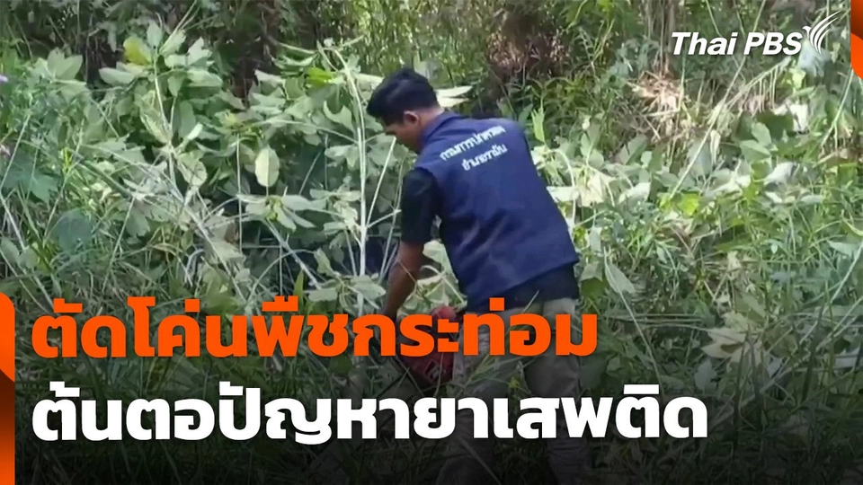 ตัดโค่นพืชกระท่อม ต้นตอปัญหายาเสพติด อ.รามัน จ.ยะลา