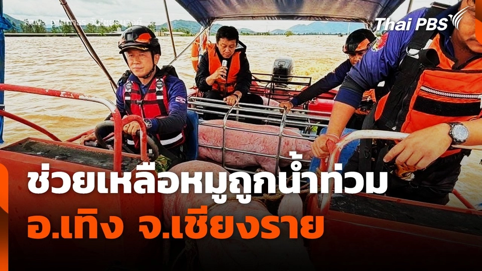 ช่วยเหลือหมูถูกน้ำท่วม อ.เทิง จ.เชียงราย