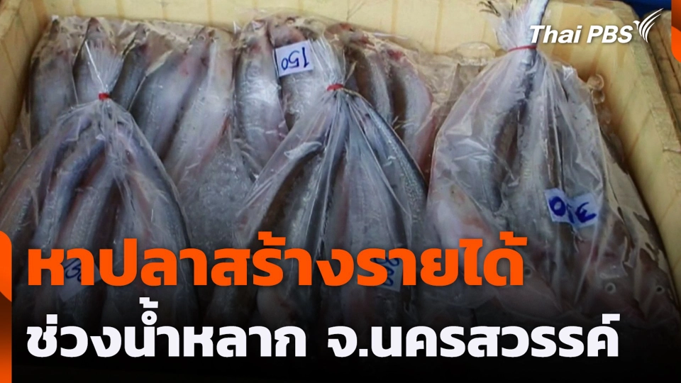 หาปลาสร้างรายได้ ช่วงน้ำหลาก จ.นครสวรรค์