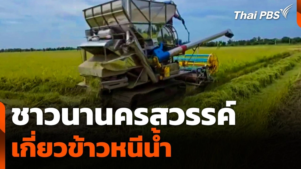 ชาวนานครสวรรค์เกี่ยวข้าวหนีน้ำ