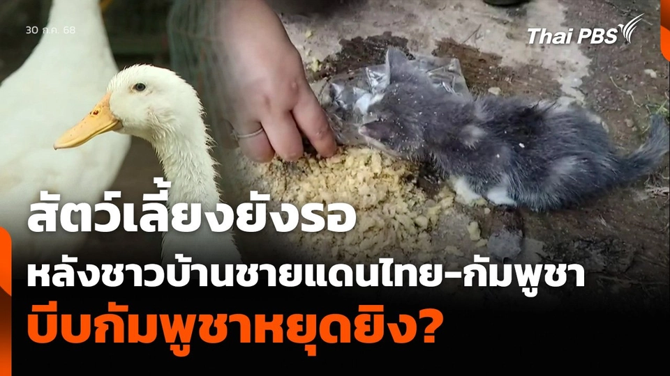 สัตว์เลี้ยงยังรอ หลังชาวบ้านชายแดนไทย-กัมพูชา ไม่วางใจหยุดยิง