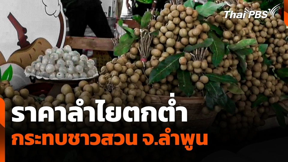 ราคาลำไยตกต่ำ กระทบชาวสวน จ.ลำพูน