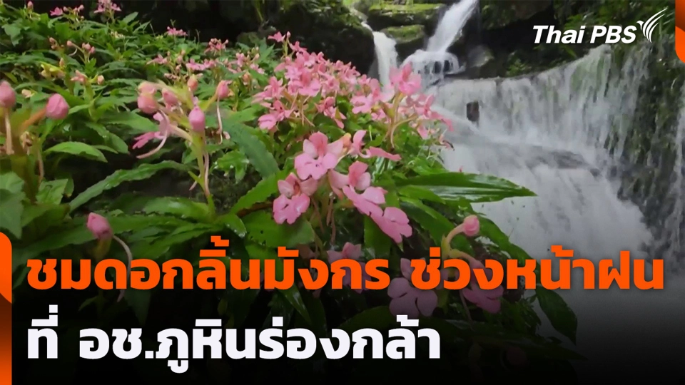 ชมดอกลิ้นมังกร ช่วงหน้าฝนที่ อช.ภูหินร่องกล้า