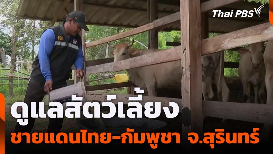ดูแลสัตว์เลี้ยงชายแดนไทย-กัมพูชา จ.สุรินทร์