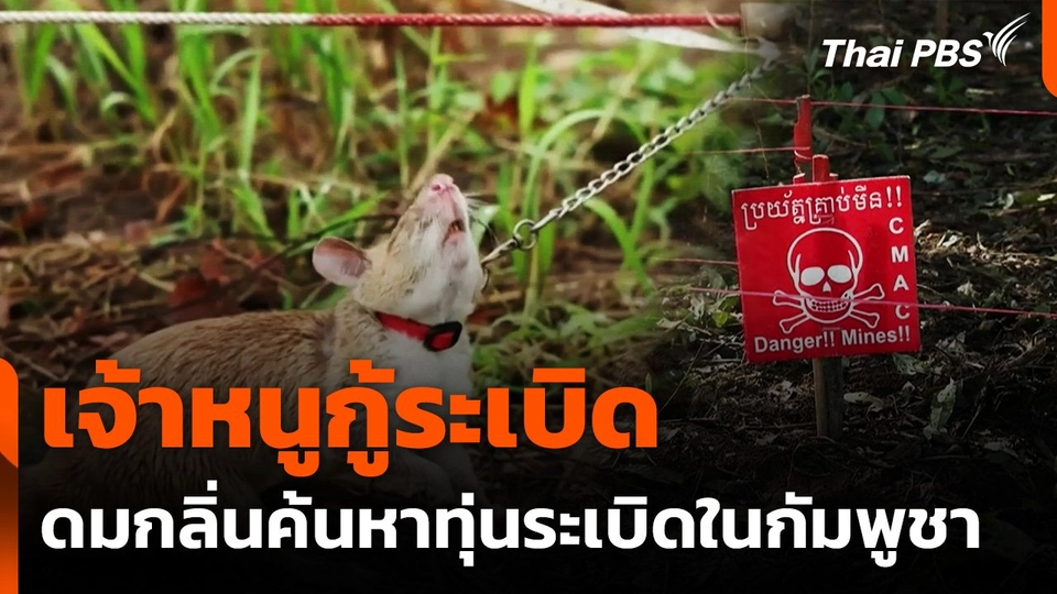 "เจ้าหนูกู้ระเบิด" ดมกลิ่นค้นหาทุ่นระเบิดในกัมพูชา