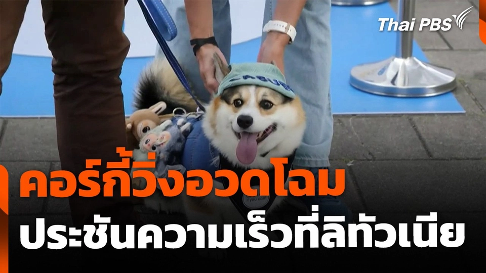 คอร์กี้วิ่งอวดโฉมประชันความเร็ว ประเทศลิทัวเนีย