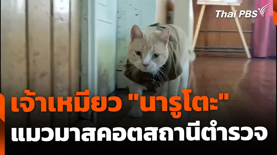 เจ้าเหมียว "นารูโตะ" แมวมาสคอตสถานีตำรวจ