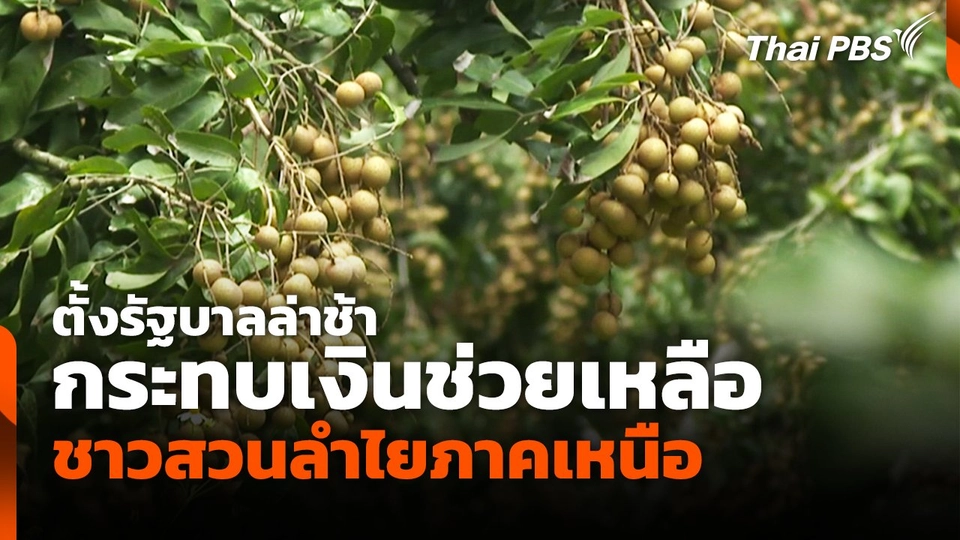 ตั้งรัฐบาลล่าช้า กระทบเงินช่วยเหลือชาวสวนลำไยภาคเหนือ