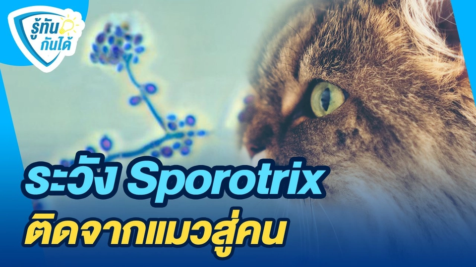 รู้ทันกันได้ : ระวัง Sporotrix ติดจากแมวสู่คน