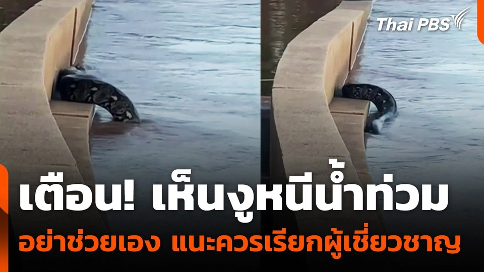 เตือน! เห็นงูหนีน้ำท่วม อย่าช่วยเอง แนะควรเรียกผู้เชี่ยวชาญ