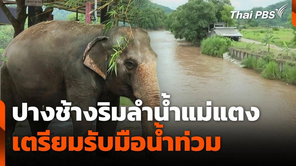 ปางช้างริมลำน้ำแม่แตงเตรียมรับมือน้ำท่วม