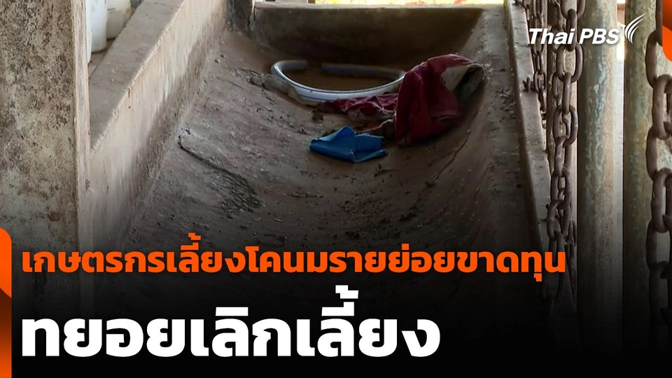 เกษตรกรเลี้ยงโคนมรายย่อยขาดทุน ทยอยเลิกเลี้ยง