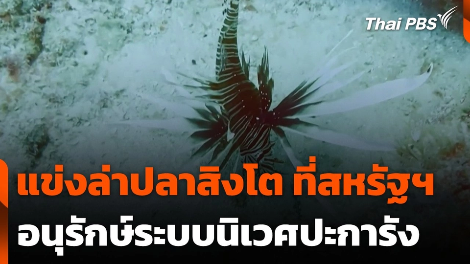 แข่งล่าปลาสิงโต อนุรักษ์ระบบนิเวศปะการัง ที่สหรัฐอเมริกา