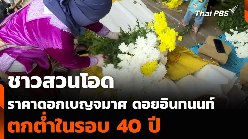 ชาวสวนโอด ราคาดอกเบญจมาศ ดอยอินทนนท์ ตกต่ำในรอบ 40 ปี