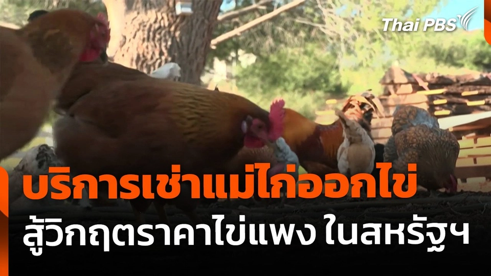 บริการเช่าแม่ไก่ออกไข่ สู้ราคาไข่แพง