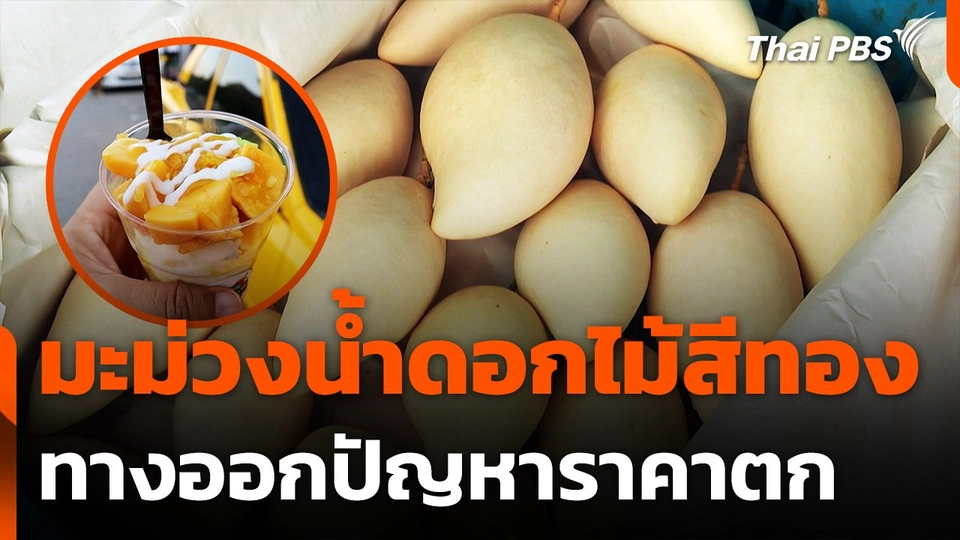 "มะม่วงน้ำดอกไม้สีทอง" ทางออกปัญหาราคาตก