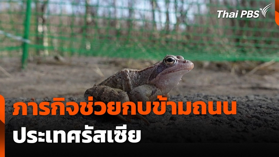 ภารกิจช่วยกบข้ามถนน ประเทศรัสเซีย