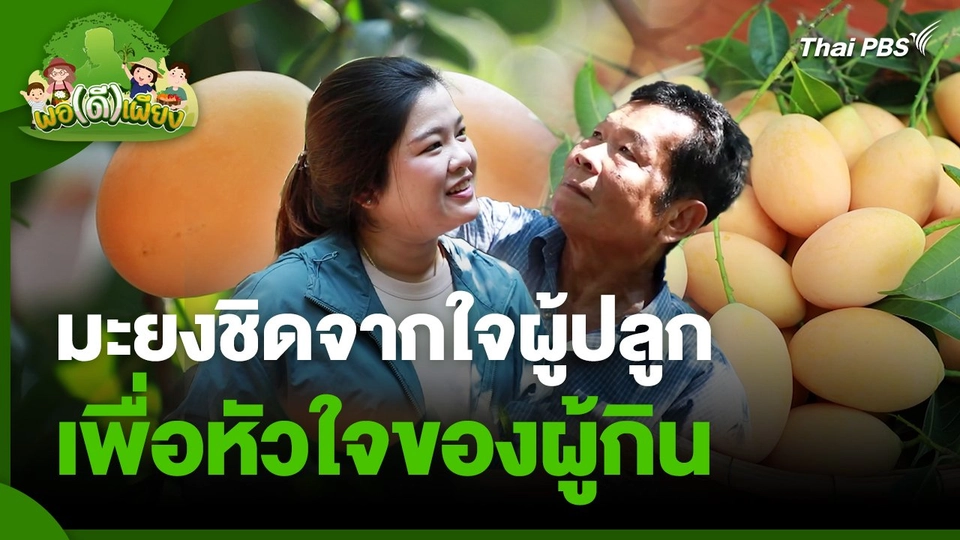 พอดีพอเพียง : มะยงชิดจากใจผู้ปลูก เพื่อหัวใจของผู้กิน
