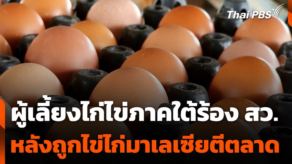 ผู้เลี้ยงไก่ไข่ภาคใต้ร้อง สว. หลังถูกไข่ไก่มาเลเซียตีตลาด