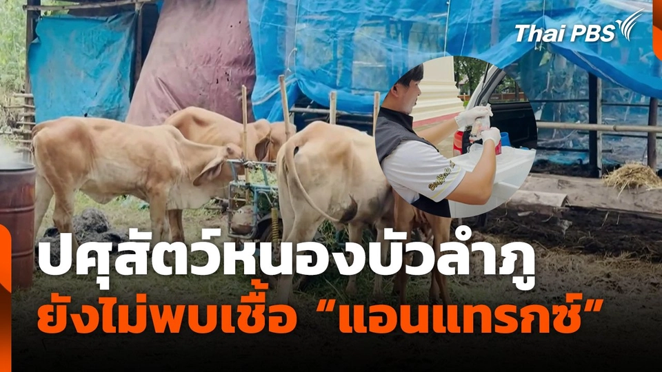 ปศุสัตว์หนองบัวลำภู ยังไม่พบเชื้อ "แอนแทรกซ์"