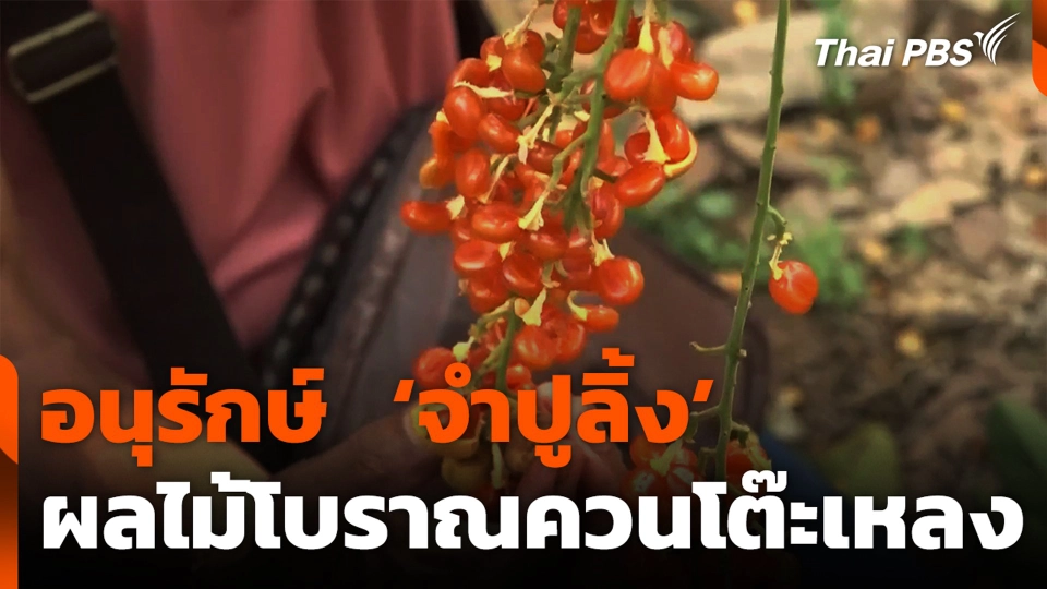 อนุรักษ์  ‘จำปูลิ้ง’ ผลไม้โบราณควนโต๊ะเหลง