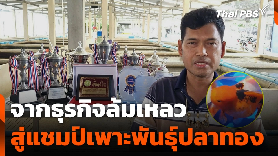 จากธุรกิจล้มเหลว สู่แชมป์เพาะพันธุ์ปลาทอง