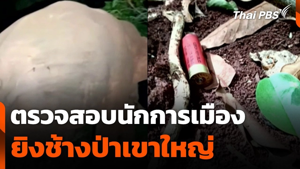 ตรวจสอบนักการเมืองยิงช้างป่าเขาใหญ่
