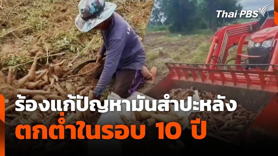 ร้องแก้ปัญหามันสำปะหลังตกต่ำในรอบ 10 ปี