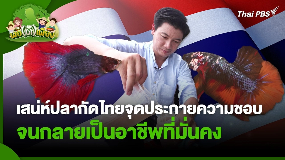 พอดีพอเพียง : เสน่ห์ของปลากัดไทยจุดประกายความชอบ จนกลายเป็นอาชีพที่มั่นคง