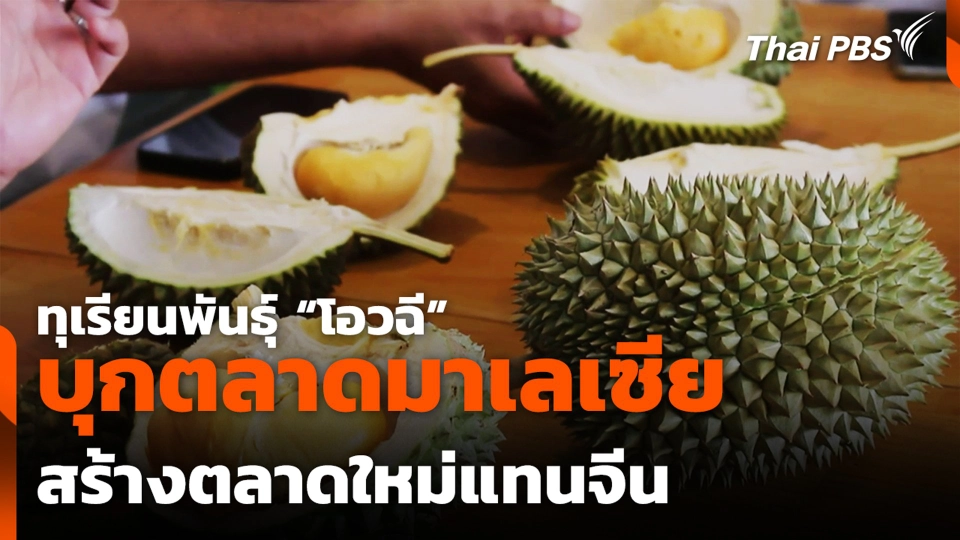 ทุเรียนพันธุ์ "โอวฉี" บุกตลาดมาเลเซีย สร้างตลาดใหม่แทนจีน