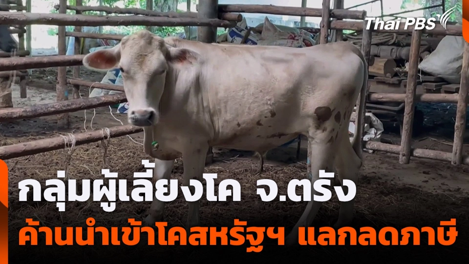 กลุ่มผู้เลี้ยงโค จ.ตรัง ค้านนำเข้าโคสหรัฐฯ แลกลดภาษี